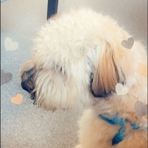 Meet your Posher, Rebecca